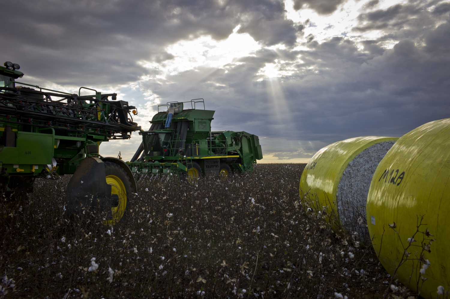 Cotton Farm | World Of Matter